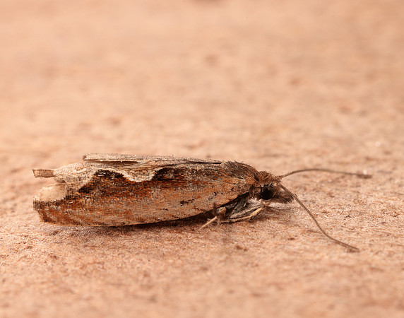 49.207 BF1119 Ancylis geminana