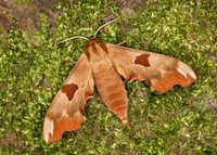 69.001 BF1979 Lime Hawk-moth Mimas tiliae