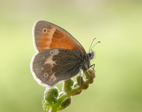 Large Heath scotica Coenonympha tullia scotica