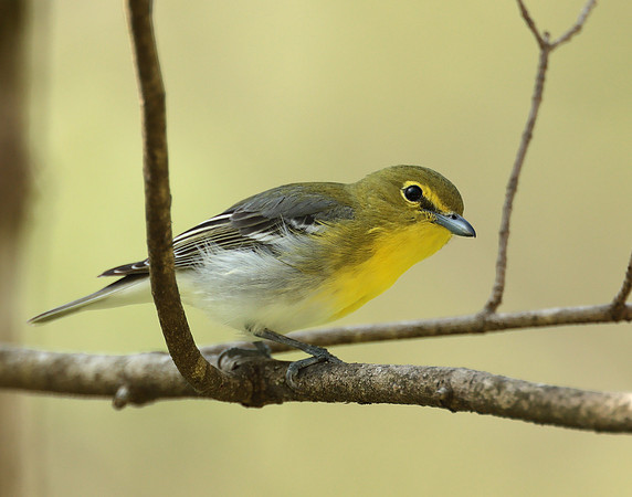 Yellow-throated Vireo Vireo flavifrons