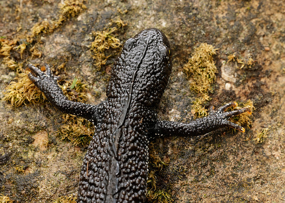 Great Crested Newt Triturus cristatus;