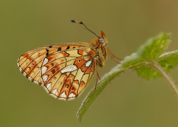 Pearl-Bordered Fritillary Boloria euphrosyne