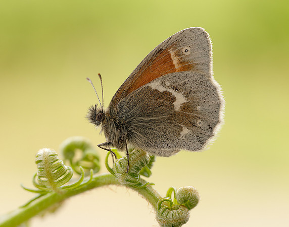 Large Heath scotica Coenonympha tullia scotica