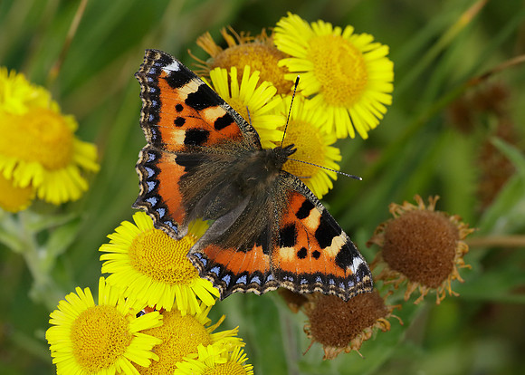 Small Tortoiseshell Aglais urticae