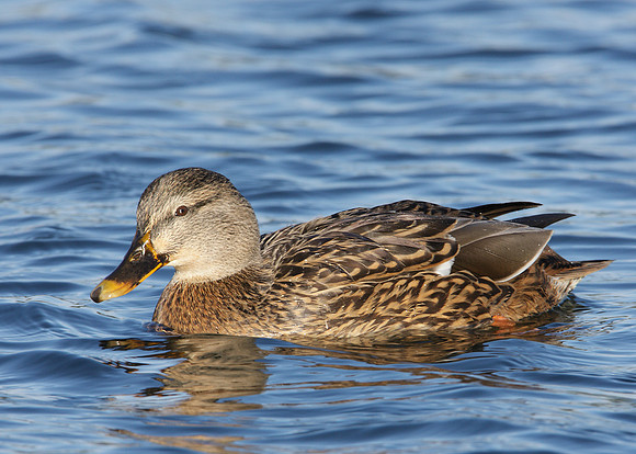 Mallard Anas platyrhynchos