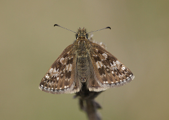 Dingy Skipper Erynnis tages