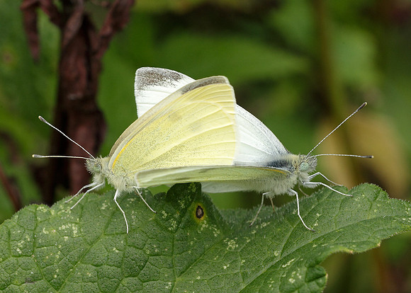 Small White Pieris rapae