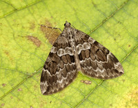 70.079 BF1769 Spruce Carpet Thera britannica