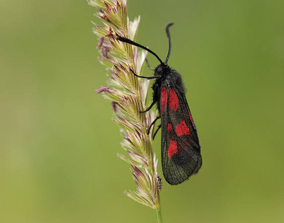 54.007 BF168 New Forest Burnet Zygaena viciae