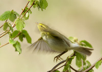 Wood Warbler Phylloscopus sibilatrix