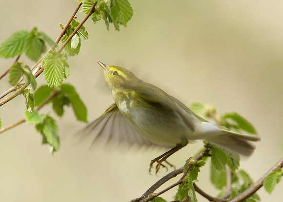 Wood Warbler Phylloscopus sibilatrix