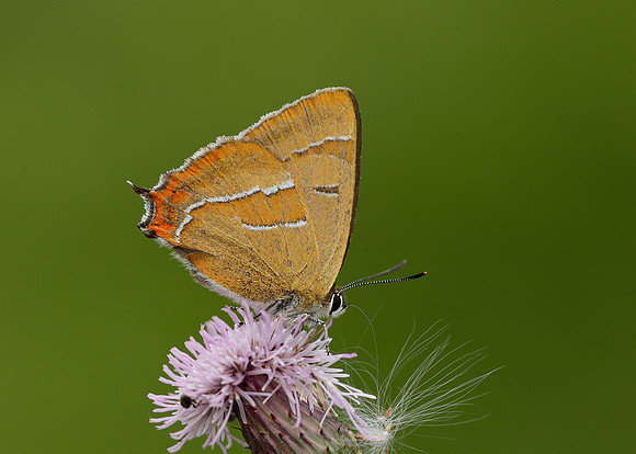 Brown Hairstreak Thecla betulae