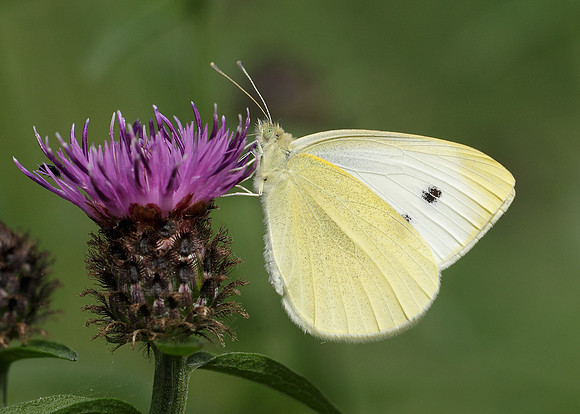 Small White Pieris rapae