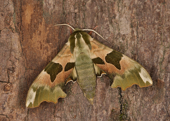 69.001 BF1979 Lime Hawk-moth Mimas tiliae
