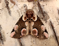 65.008 BF1652 Peach Blossom Thyatira batis