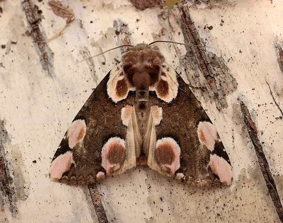 65.008 BF1652 Peach Blossom Thyatira batis