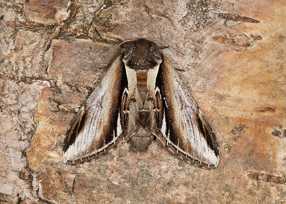 71.018 BF2006 Lesser Swallow Prominent Pheosia gnoma