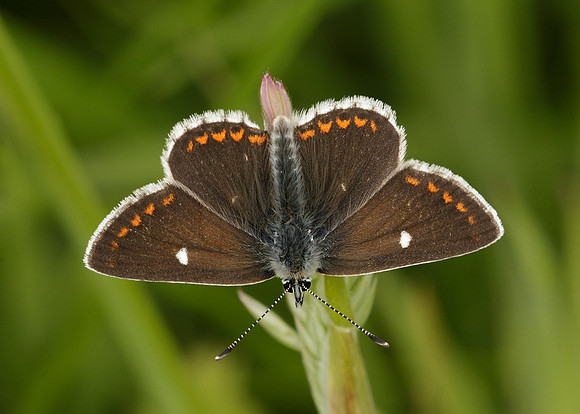 Northern Brown Argus Aricia artaxerxes artaxerxes
