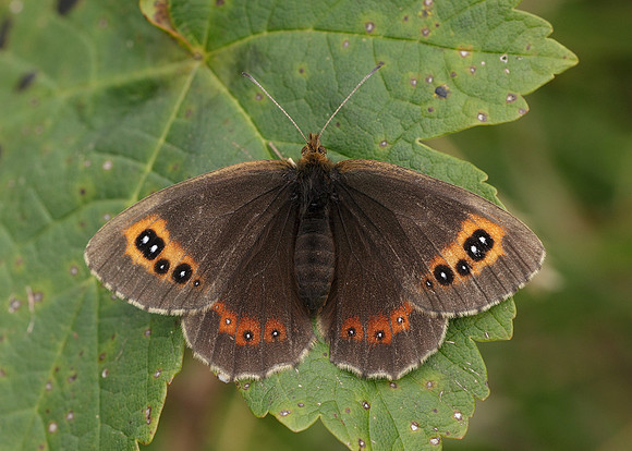 Scotch Argus Erebia aethiops
