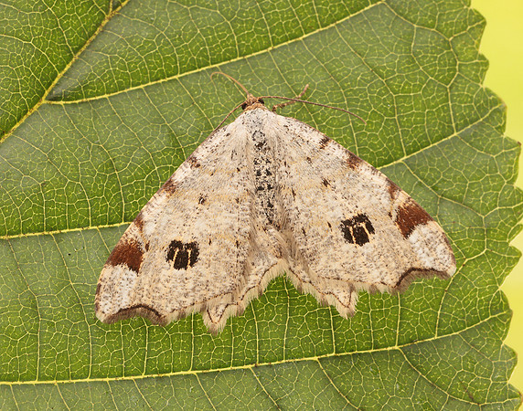 70.211 BF1889 Peacock Moth Macaria notata
