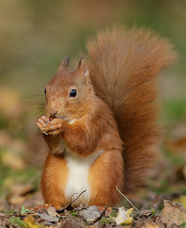 Red Squirrel Sciurus vulgaris