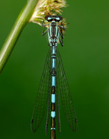Northern Damselfly Coenagrion hastulatum
