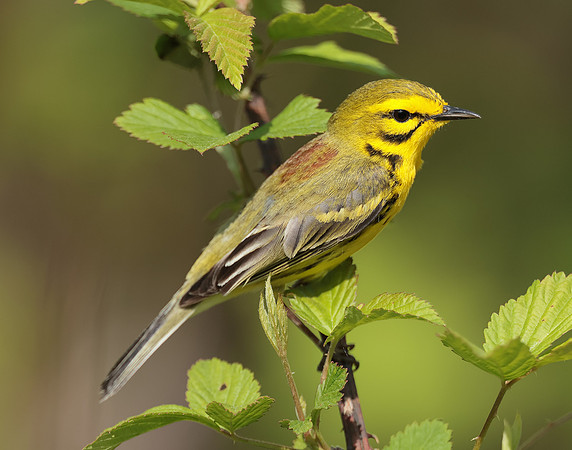 Prairie Warbler Setophaga discolor