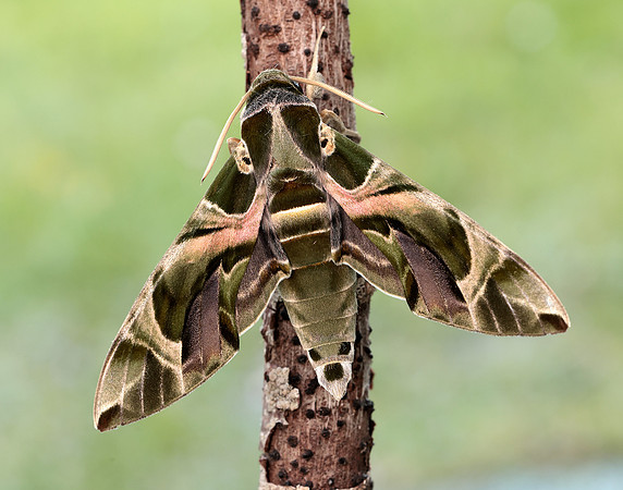 69.011 BF1985 Oleander Hawk-moth Daphnis nerii