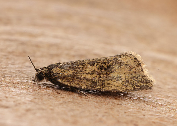 49.171 BF1072 Phiaris metallicana