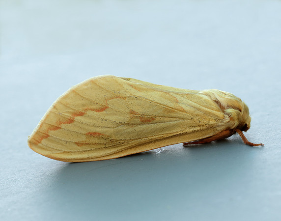 3.005 BF14 Ghost Moth Hepialus humuli