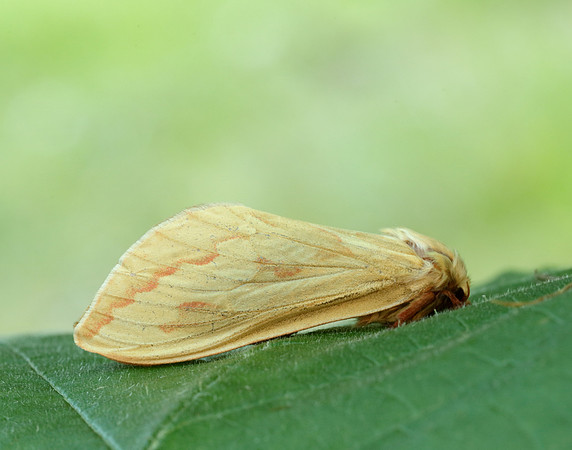 3.005 BF14 Ghost Moth Hepialus humuli
