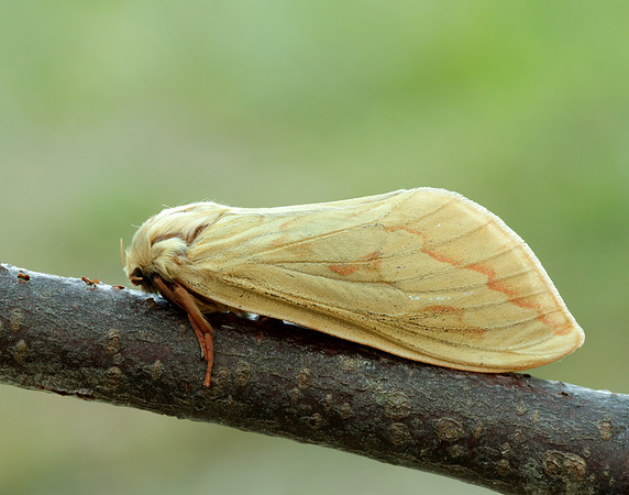 3.005 BF14 Ghost Moth Hepialus humuli