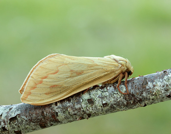 3.005 BF14 Ghost Moth Hepialus humuli