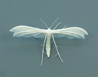 45.030 BF1513 White Plume Moth Pterophorus pentadactyla