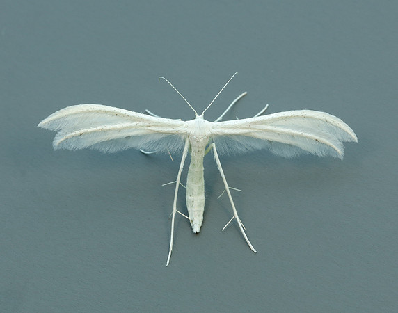 45.030 BF1513 White Plume Moth Pterophorus pentadactyla