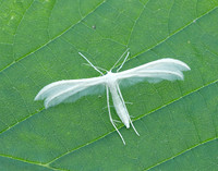 45.030 BF1513 White Plume Moth Pterophorus pentadactyla