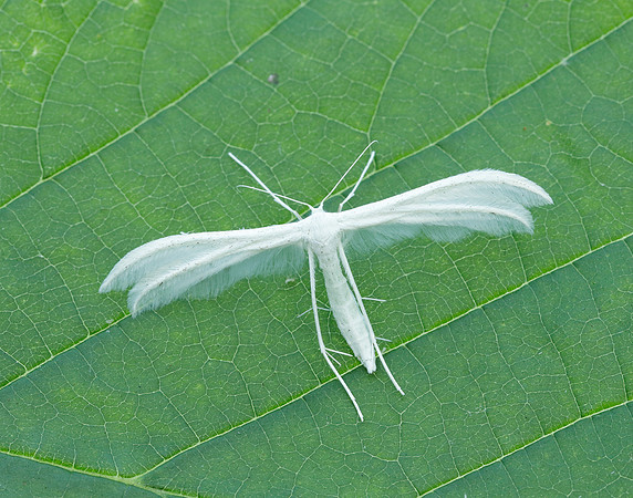 45.030 BF1513 White Plume Moth Pterophorus pentadactyla