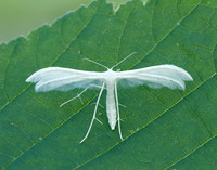 45.030 BF1513 White Plume Moth Pterophorus pentadactyla