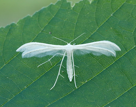 45.030 BF1513 White Plume Moth Pterophorus pentadactyla
