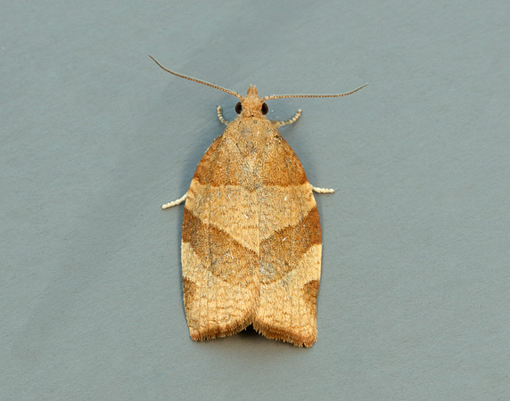 49.025 BF970 Barred Fruit-tree Tortrix Pandemis cerasana