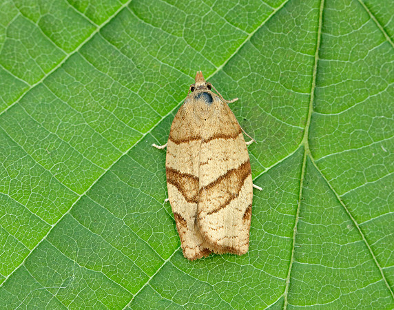 49.025 BF970 Barred Fruit-tree Tortrix Pandemis cerasana