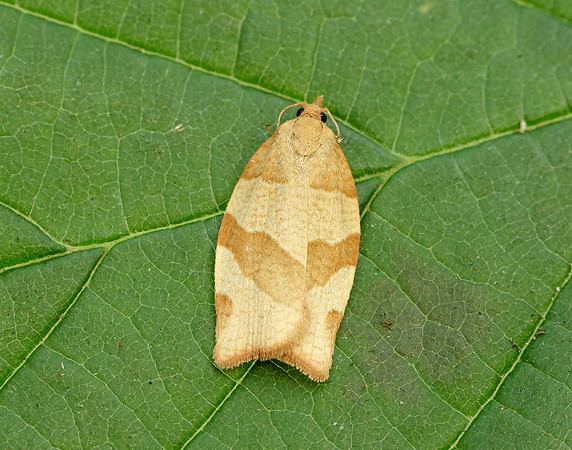 49.025 BF970 Barred Fruit-tree Tortrix Pandemis cerasana