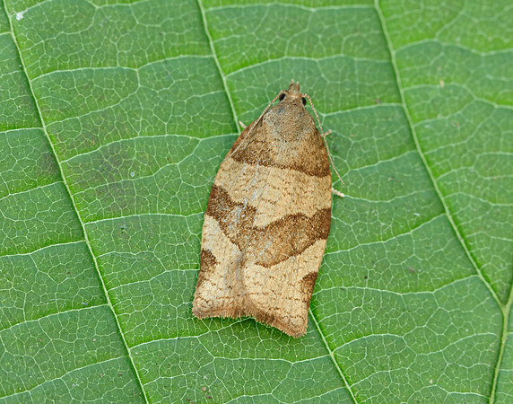 49.025 BF970 Barred Fruit-tree Tortrix Pandemis cerasana