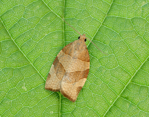 49.025 BF970 Barred Fruit-tree Tortrix Pandemis cerasana