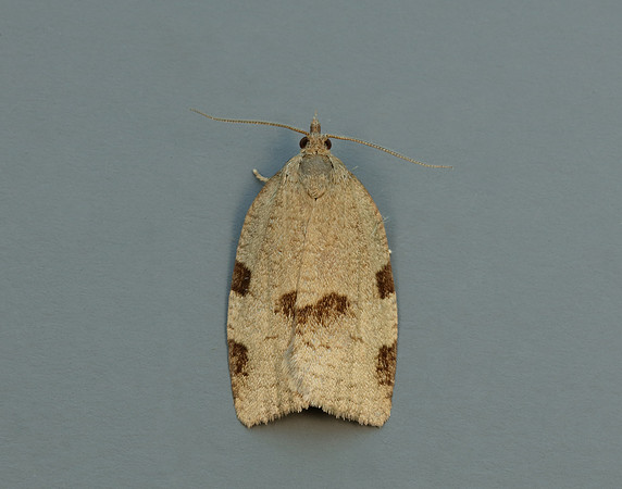 49.029 BF1002 Lozotaenia forsterana