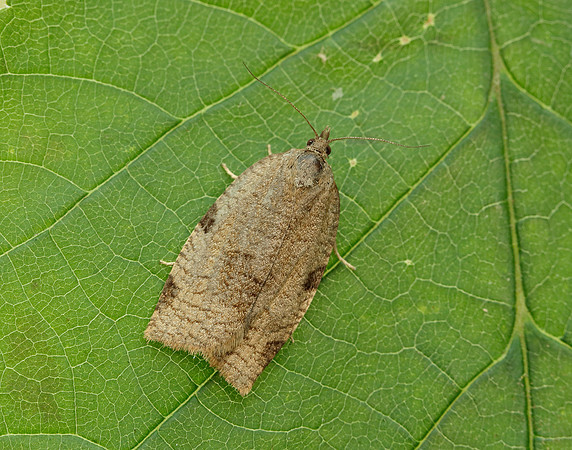 49.029 BF1002 Lozotaenia forsterana