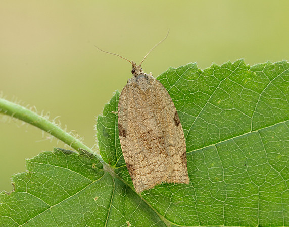49.029 BF1002 Lozotaenia forsterana