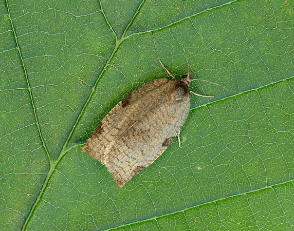 49.029 BF1002 Lozotaenia forsterana