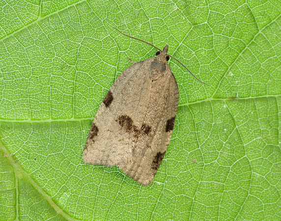 49.029 BF1002 Lozotaenia forsterana