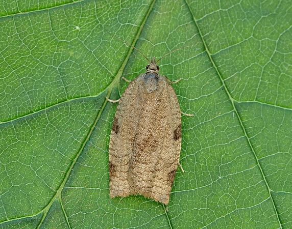 49.029 BF1002 Lozotaenia forsterana